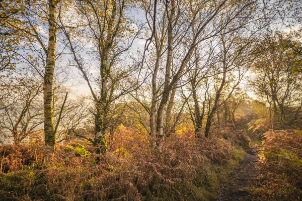 Silver birch trees and rust-coloured bracken beside a winding woodland path at golden hour in autumn