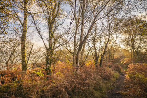  a large tree in a forest