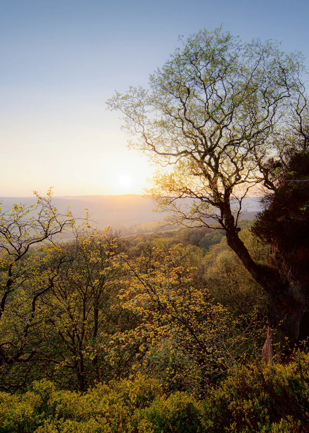 A picturesque landscape showing a hillside forest during sunrise. The scene is dominated by a large tree with sparse, delicate branches extending upwards. Sunlight softly illuminates the leaves, casting a golden hue across the greenery. The sky is clear, transitioning from a warm orange near the horizon to a soft blue above, with the sun just above the distant hills. The overall mood is peaceful and serene.