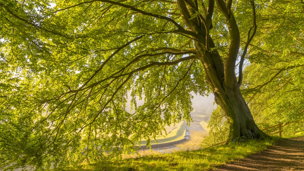 Mature beech tree with fresh green leaves over a misty hilltop path at sunrise in spring