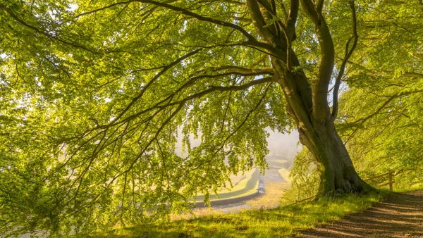 Mature beech tree with fresh green leaves over a misty hilltop path at sunrise in spring
