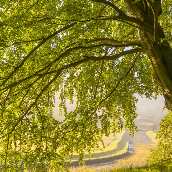 Woodland Mists