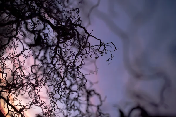 Twisted bare branches of a corkscrew hazel silhouetted against a pink and blue dusk sky in winter