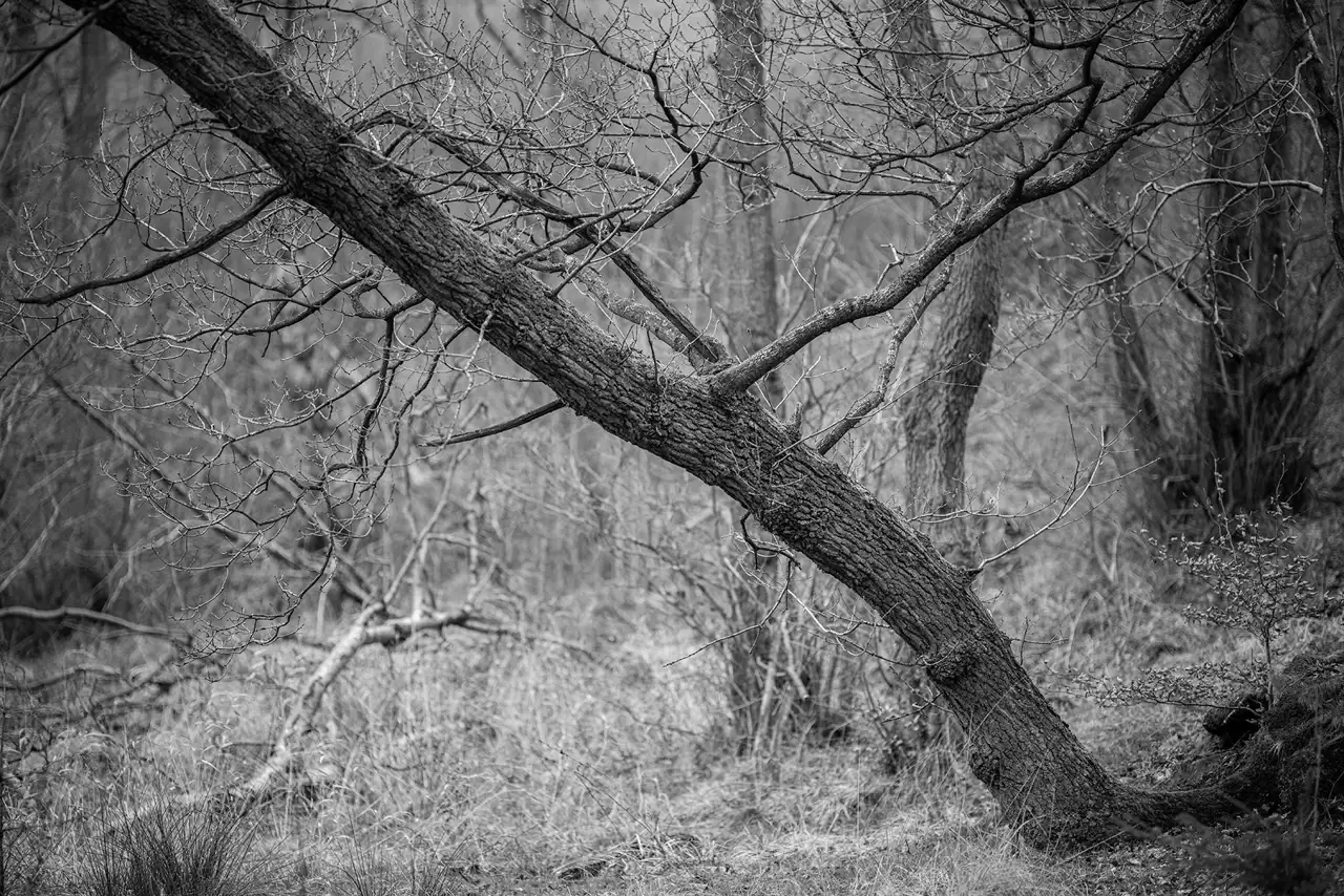 Leaning tree with a thick trunk in a wintry forest, surrounded by sparse, leafless branches. The background features other trees and dry undergrowth, creating a textured and intricate landscape in black and white.