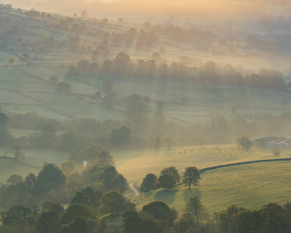Misty rolling farmland valley at sunrise with hedgerows, scattered trees and grazing sheep in soft golden light