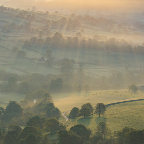 Sunbeams through early morning mist: 