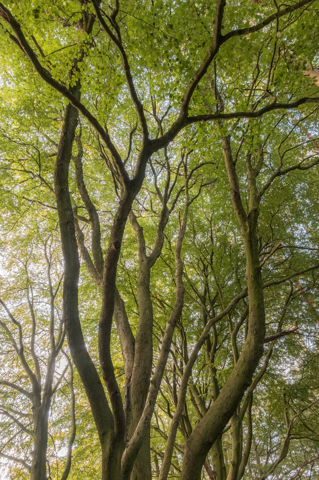 Beech tree canopy viewed from below with green leaves and slender trunks in dappled woodland light