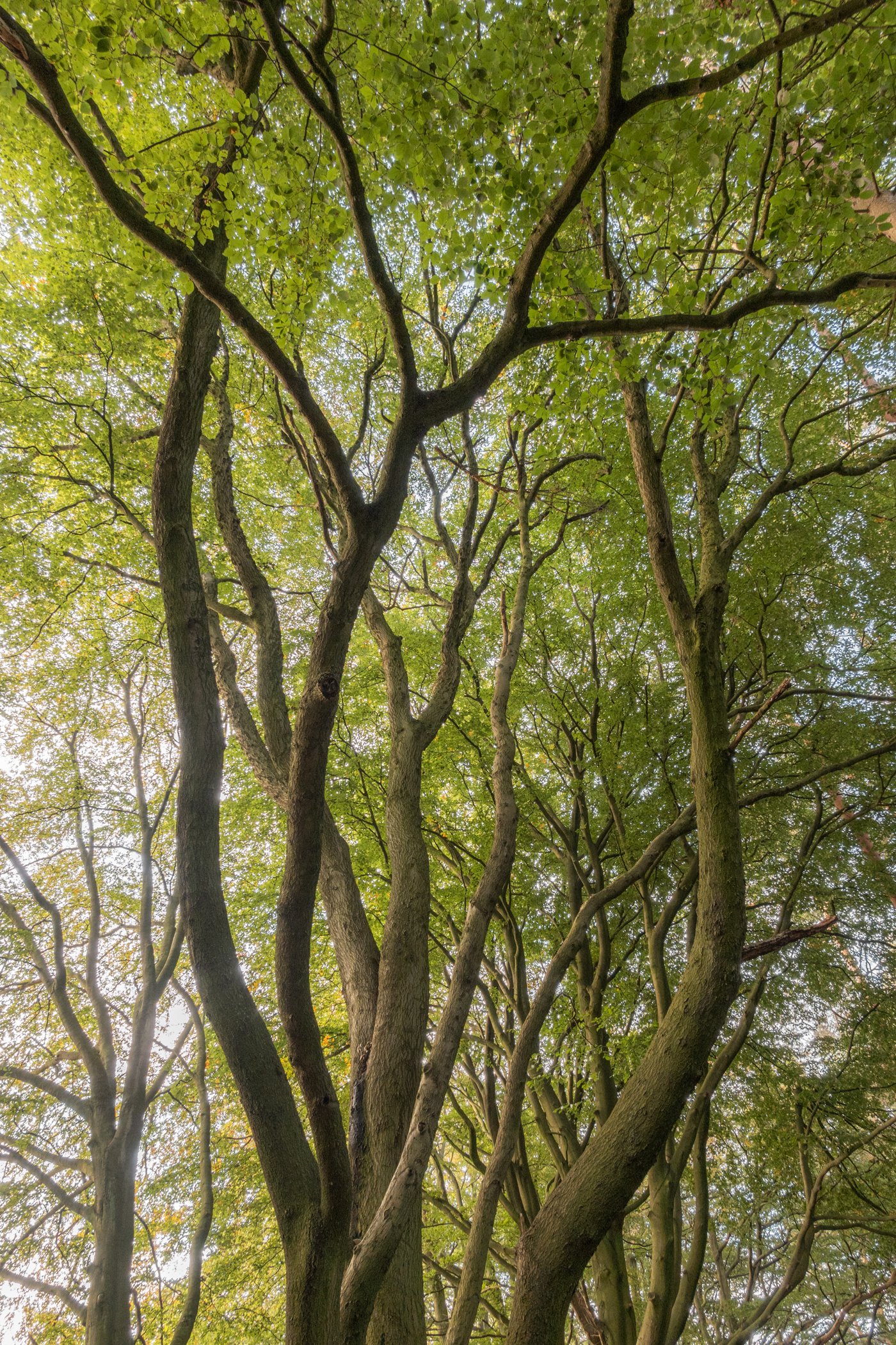  a large tree in a forest