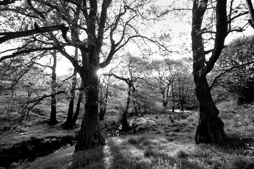 Trees, Scargill