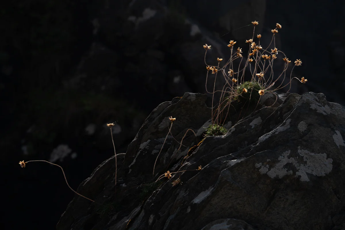 Dried mountain flowers catching golden light on a lichen-covered crag against deep shadow