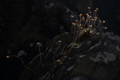 Tangled