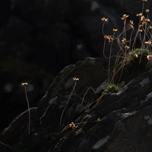 Tangled