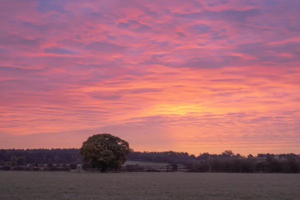 Lone oak tree in a farmland field beneath a vivid pink and orange sunset sky with wispy clouds