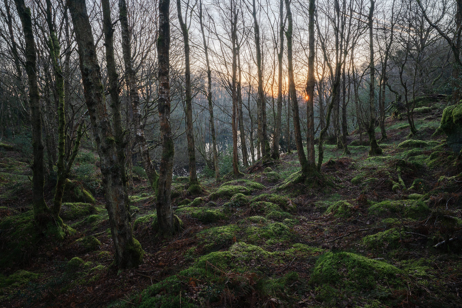 Leafless trees with textured, moss-covered trunks are densely packed across a forest floor carpeted with vibrant green moss. The ground is uneven with small mounds and roots visible. In the background, a sunrise casts a soft, warm light through the branches, illuminating a distant body of water and the forest's undergrowth.