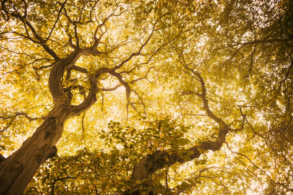 Looking up at a canopy of trees with twisted branches and abundant yellow leaves, the sunlight filters through, creating a warm and glowing atmosphere. The intricate network of branches adds a sense of depth and complexity.