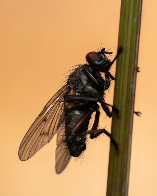 Red-eyed housefly with translucent wings clinging to a green plant stem against a warm orange background