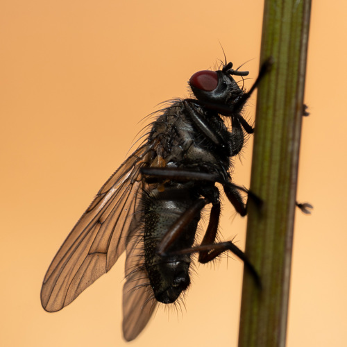Early morning insects: 