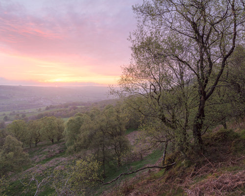 A Journey Through Ancient Woodland:  