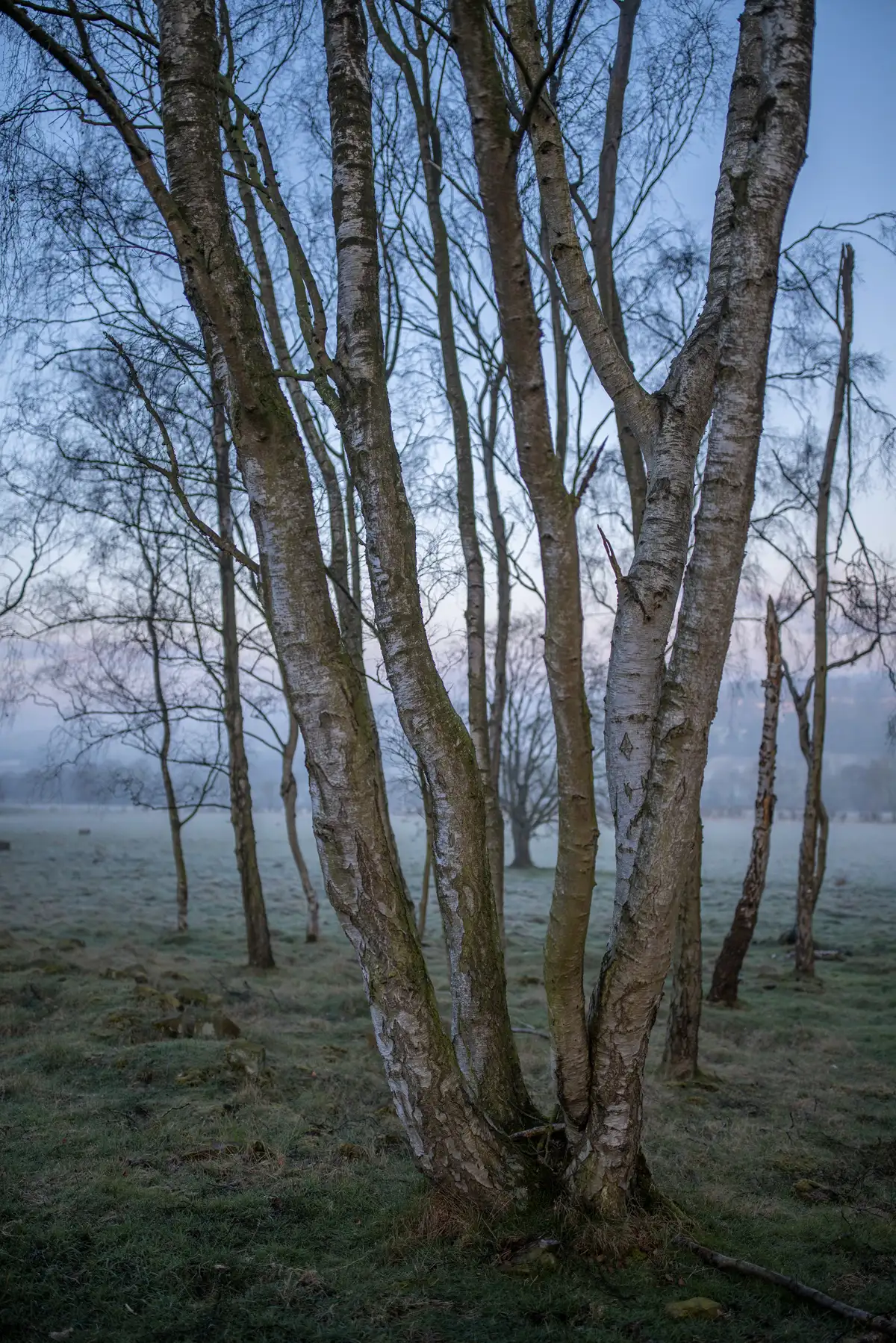 Clusters of slender birch trees with white bark stand in a grassy field. The ground is lightly frosted and the background is softly blurred, suggesting a misty atmosphere. The sky above is a soft blue, hinting at early morning or late evening.