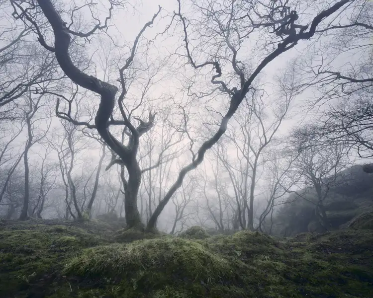 Feb 2010 Mist Tree 01 2 Spotted