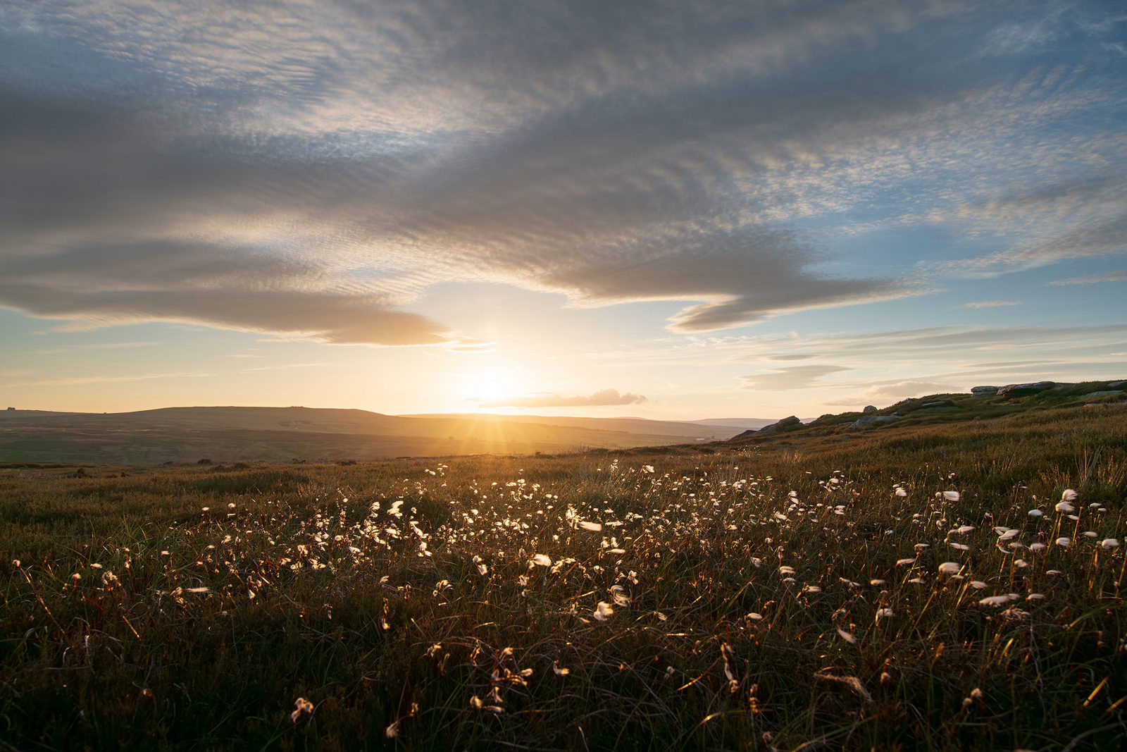 Sunset over a wide grassland area with scattered fluffy flowers in the foreground. The sun is low on the horizon, casting warm light and long shadows across the landscape. Large, streaky clouds fill the sky, reflecting the sun's golden hues, creating a serene and picturesque scene.