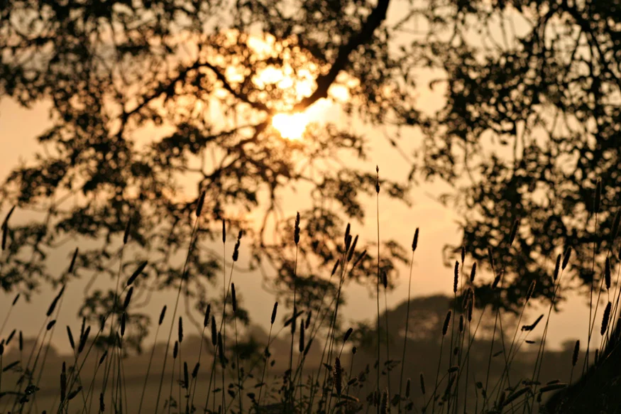 Evening sun