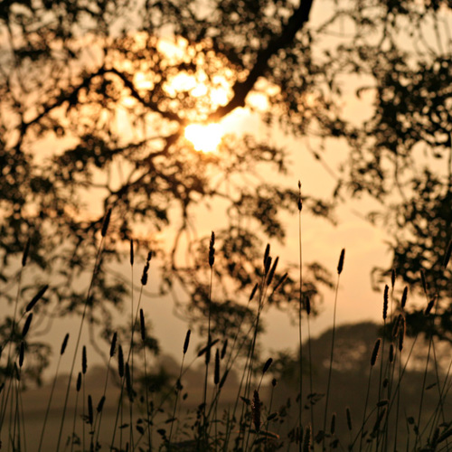 Evening sun: Evening sun
