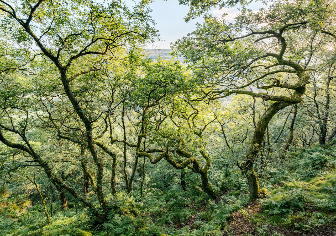 Sunlight filters through the dense canopy of a lush, green woodland. Curved and twisted tree trunks are covered in moss, giving an ancient and enchanted feel. The forest floor is densely packed with ferns and undergrowth, creating a vibrant, verdant landscape. In the background, a glimpse of hills under a bright sky is visible through the trees.