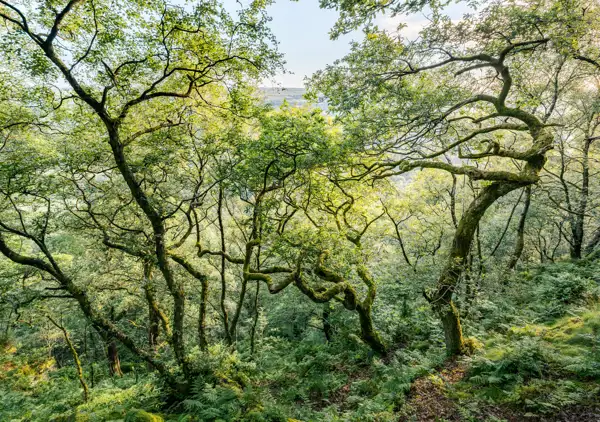 Sunlight filters through the dense canopy of a lush, green woodland. Curved and twisted tree trunks are covered in moss, giving an ancient and enchanted feel. The forest floor is densely packed with ferns and undergrowth, creating a vibrant, verdant landscape. In the background, a glimpse of hills under a bright sky is visible through the trees.
