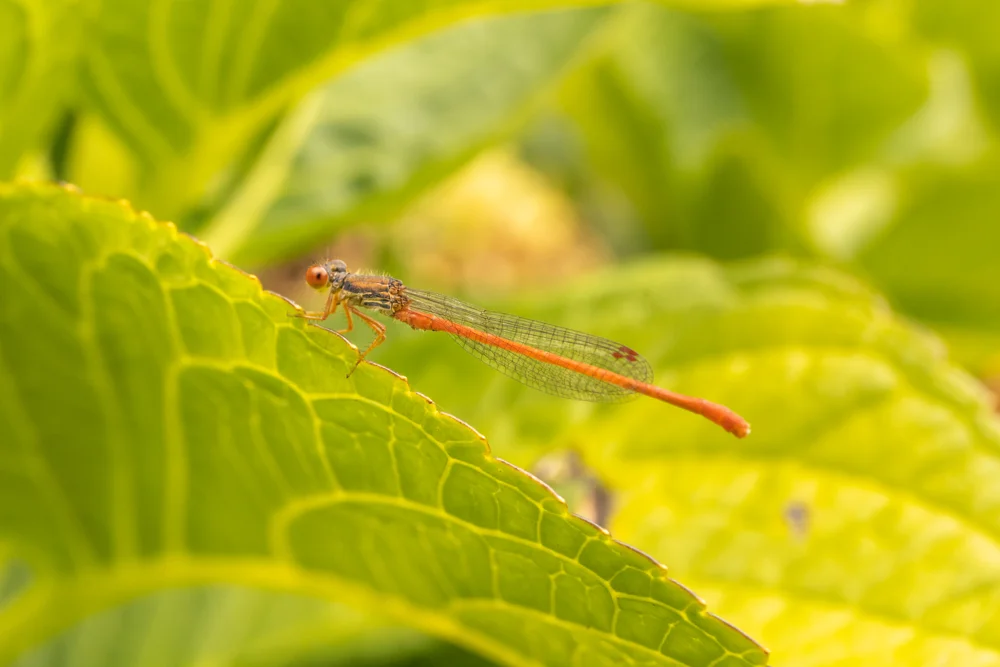 Small red damselfly resting on a sunlit green leaf in a summer garden