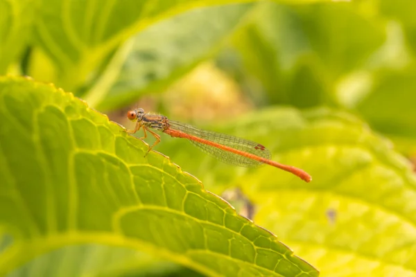 Small red damselfly resting on a sunlit green leaf in a summer garden