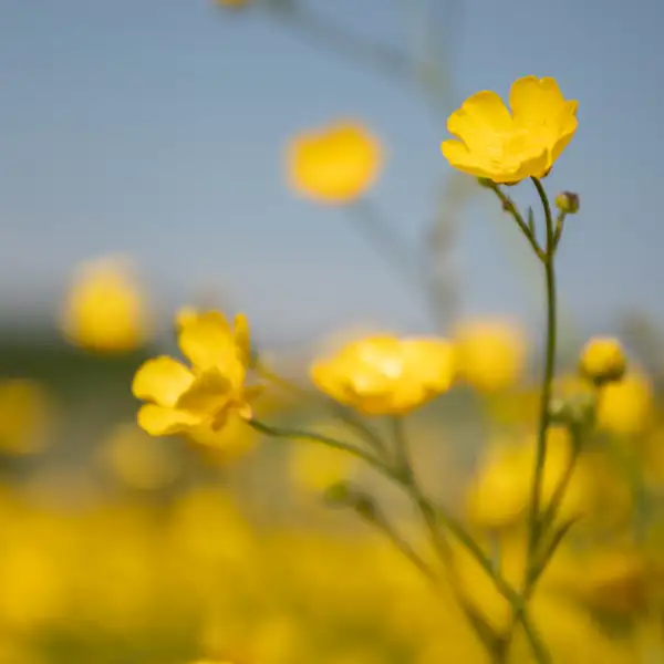 Buttercups