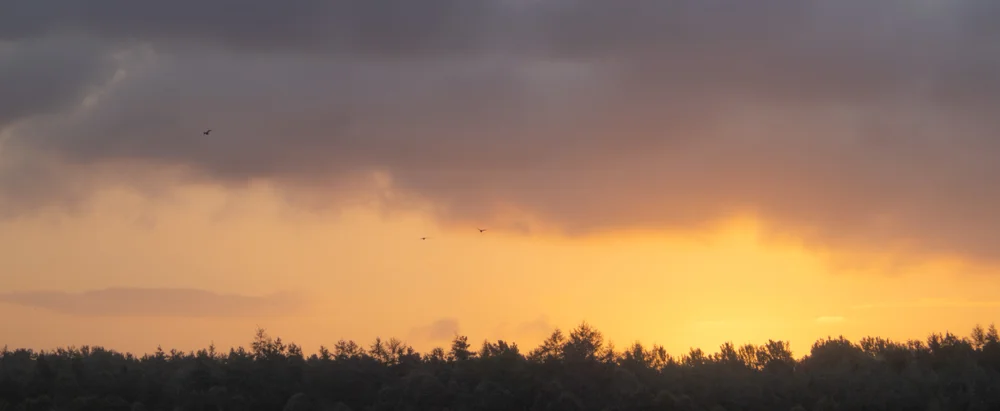 Birds in flight over a silhouetted woodland treeline beneath a glowing orange sunset and brooding grey clouds