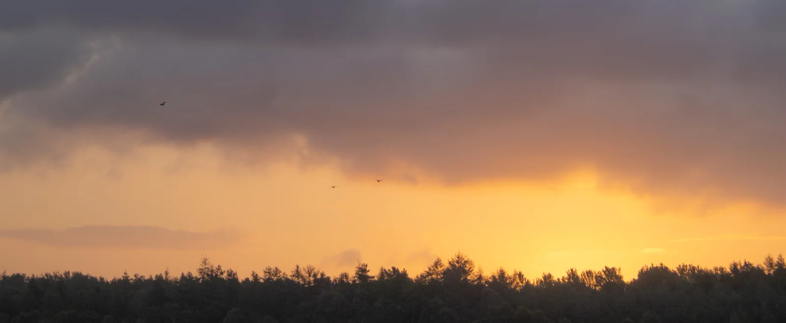 Birds in flight over a silhouetted woodland treeline beneath a glowing orange sunset and brooding grey clouds