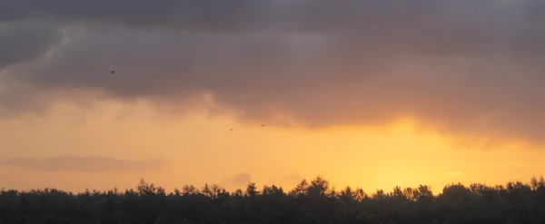 Birds in flight over a silhouetted woodland treeline beneath a glowing orange sunset and brooding grey clouds