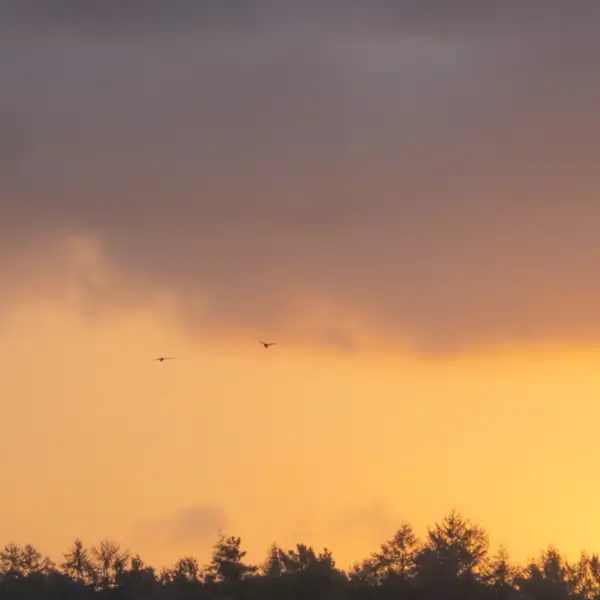 Early Morning Skies