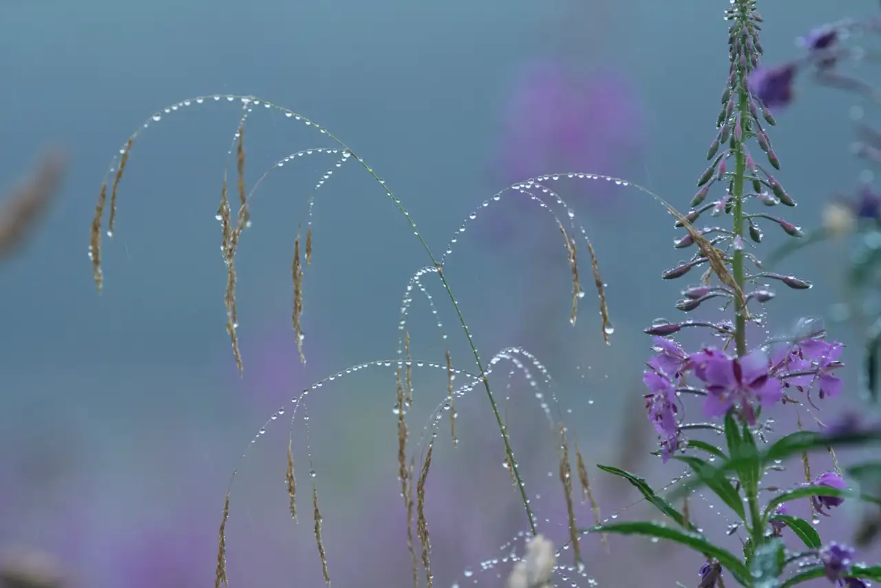 Delicate grass stems and vibrant purple wildflowers glisten with raindrops against a soft, blurred blue background. The image conveys a fresh, tranquil atmosphere.