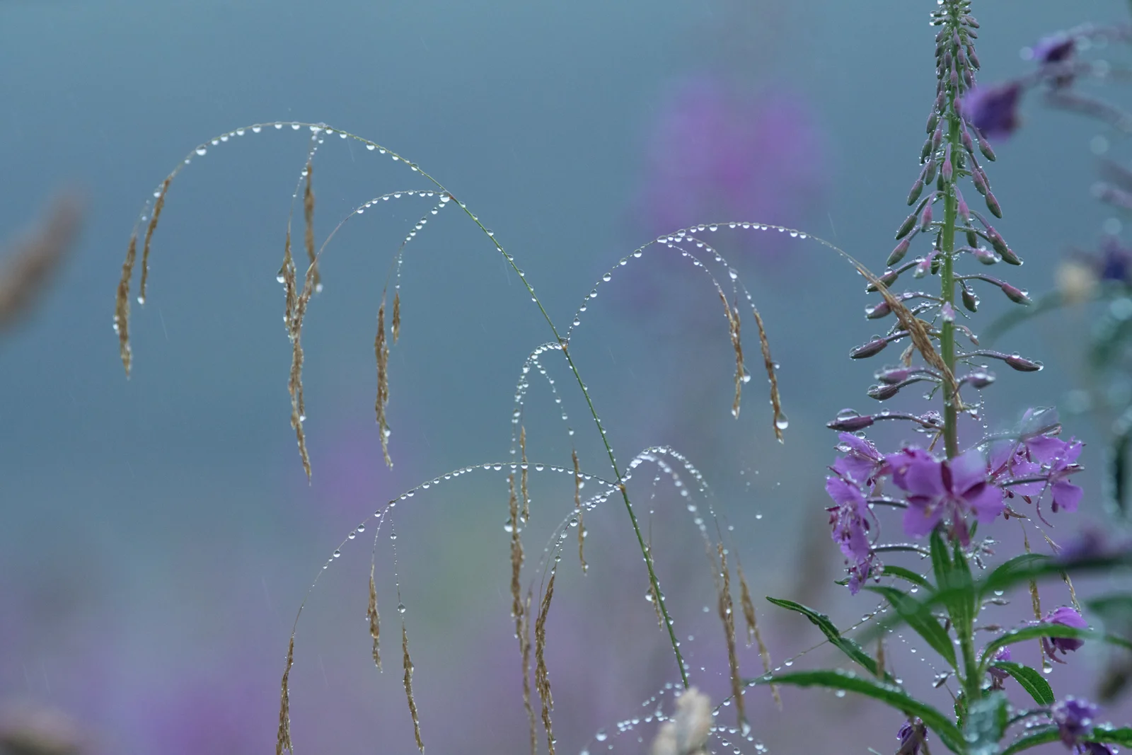 Rosebay willowherb and dew-laden grasses in soft summer rain against a misty meadow backdrop