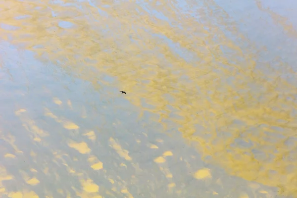 Lone bird silhouetted against golden cloud reflections on calm water at sunset