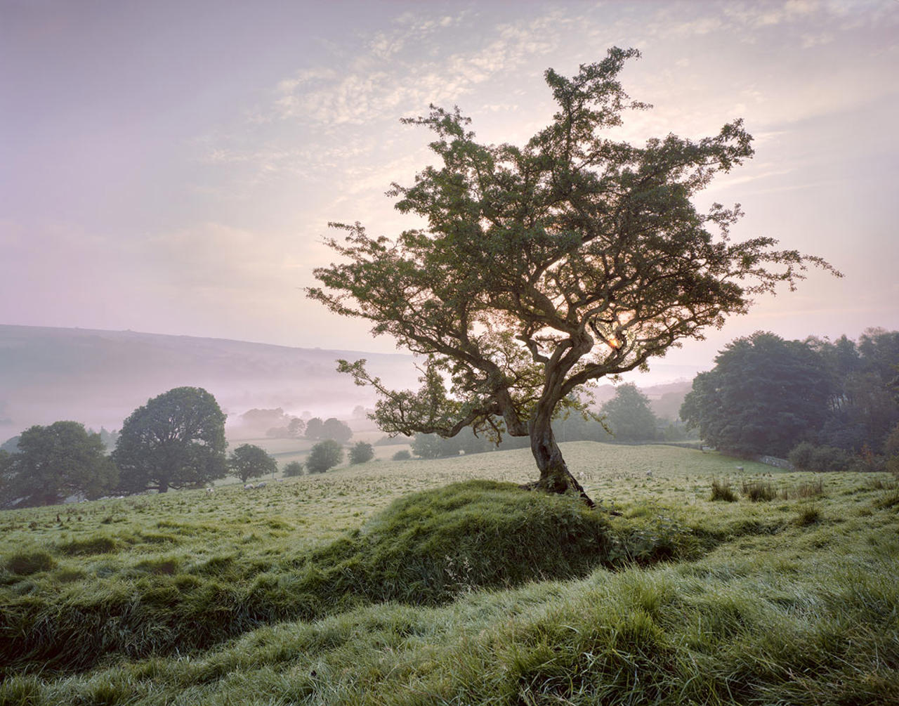 Subtle shades at dawn