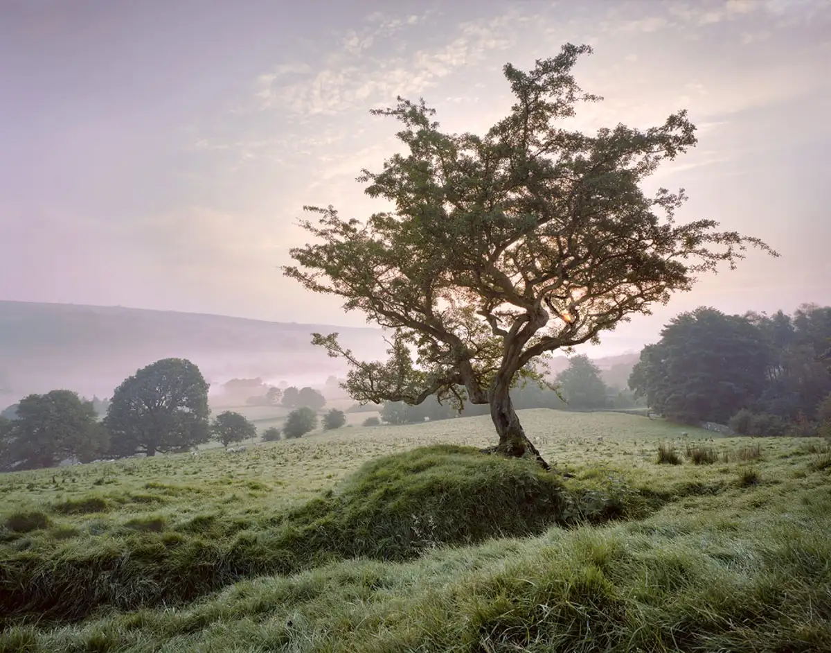 Subtle shades at dawn