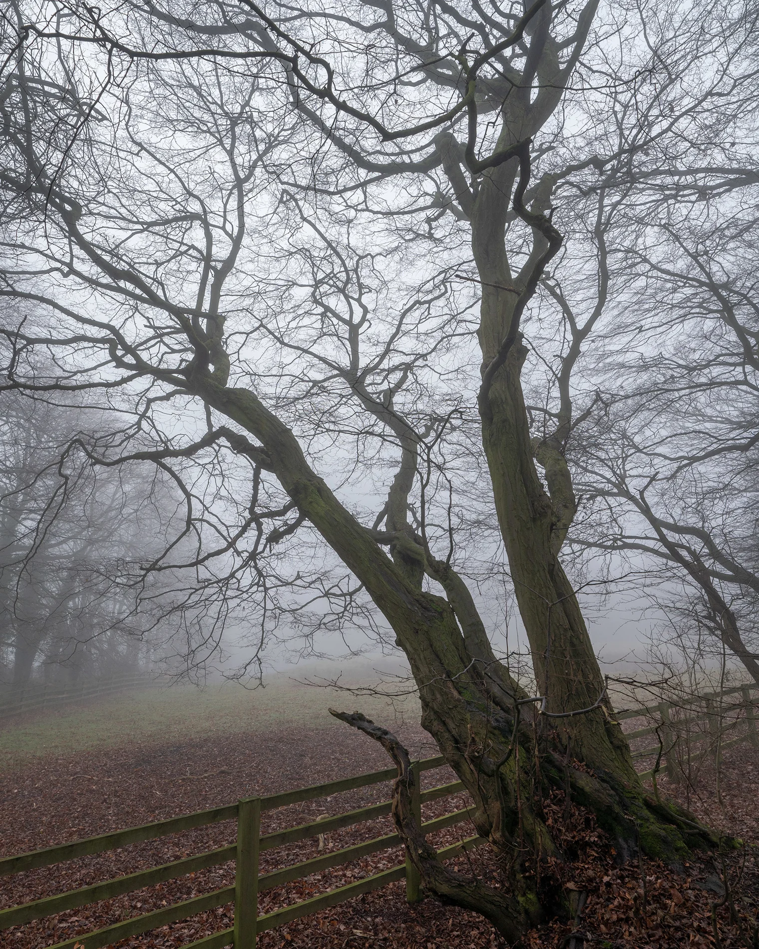 Bare moss-covered tree beside a wooden fence in thick fog, woodland in mist on a winter morning