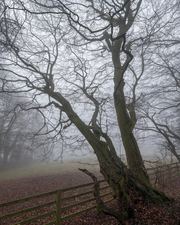 Bare moss-covered tree beside a wooden fence in thick fog, woodland in mist on a winter morning