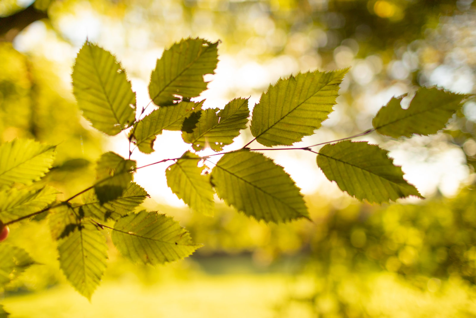 Sunlight filters through vibrant green leaves, casting a golden hue across the scene. The leaves belong to a branch gently positioned in the foreground, backlit by the warm, soft glow of a sunlit garden. The background is a pleasing blur of greens and yellows, giving a sense of a peaceful, sun-dappled setting.