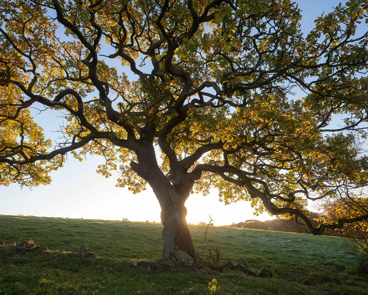 A large tree with sprawling branches and autumnal leaves is silhouetted against the setting sun. The tree stands on a sloping green hillside, with sunlight filtering through the branches and casting gentle light on the grass. The sky is clear and blue, adding a serene backdrop to the scene.