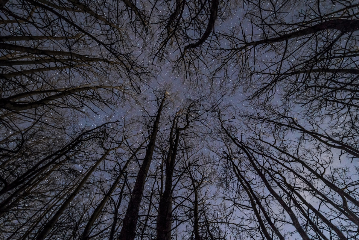 In the Crimple Valley, leafless trees reach up towards a night sky sprinkled with stars, their branches creating a network against the dark backdrop. a tree in a forest