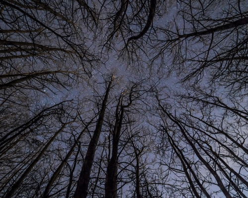 Nightscapes: In the Crimple Valley, leafless trees reach up towards a night sky sprinkled with stars, their branches creating a network against the dark backdrop. a tree in a forest
