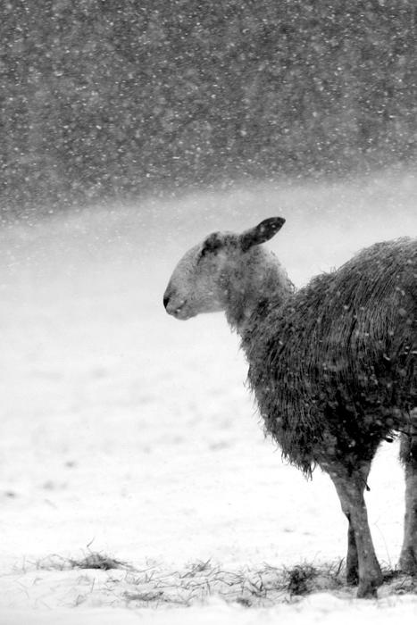 Sheep