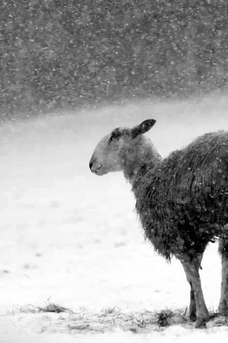 Sheep