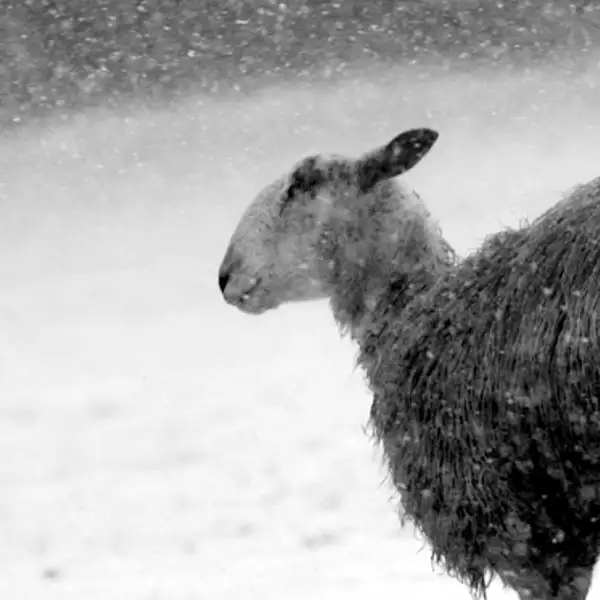 Sheep